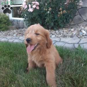 Biscuit, Mini Goldendoodle Puppy